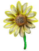 Daisy