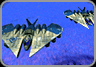 main_tamap4.gif (7258 bytes)