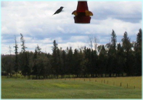 Hummingbird at feeder