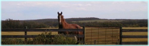 Horse watching