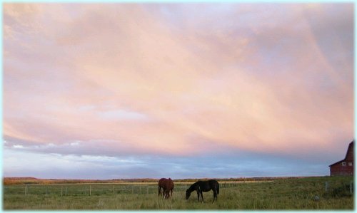 Horses grazing