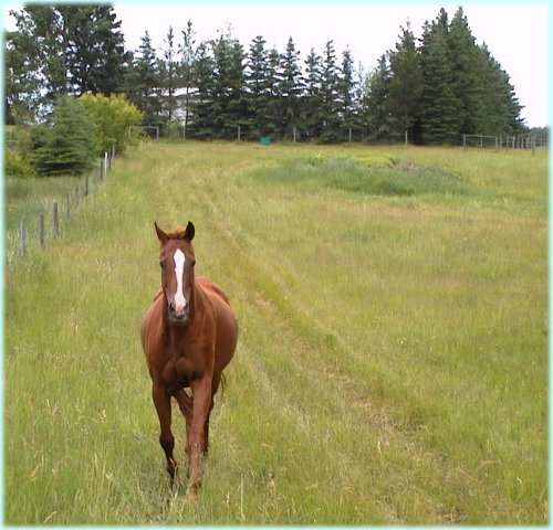 Horse in pasture