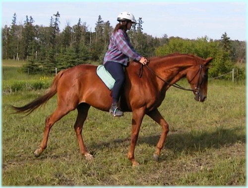 Riding with bareback saddle