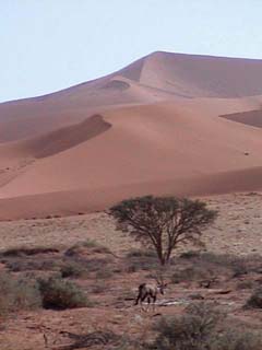 Gemsbok