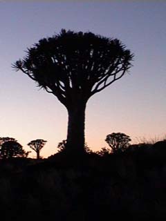 Quiver Tree