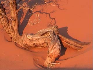 Stump on Dune 45