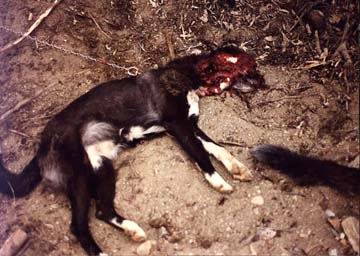 Someone stroke my poor dead dog