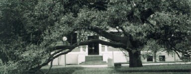 CenturyTree.jpg