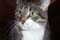 Purr