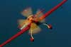 Galer�a Aviaci�n