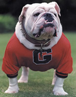 Go Dawgs!