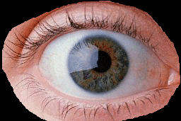 This is a right eye. Click on the eye to check out A Cotton Candy Autopsy , by David Louapre.