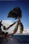 beach, palm tree
