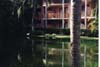 hotel grounds, geese