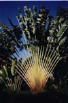 grounds, fan palm