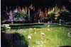 hotel grounds, flamingos