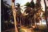 path thru undeveloped beach