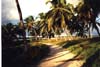path thru undeveloped beach