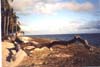 driftwood on beach