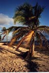 palm trees on beach