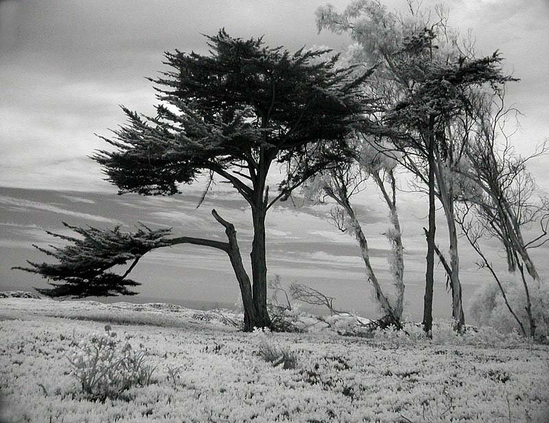 cypressbeach
