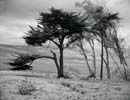 cypressbeach