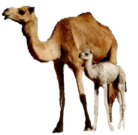 mother and baby camel