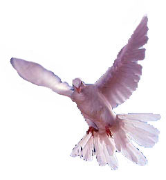 dove