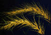 two blades of wheat