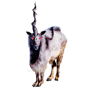 goat with one horn