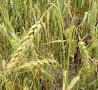 field of ripe wheat