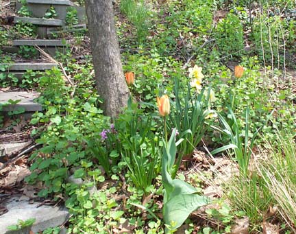 flowers