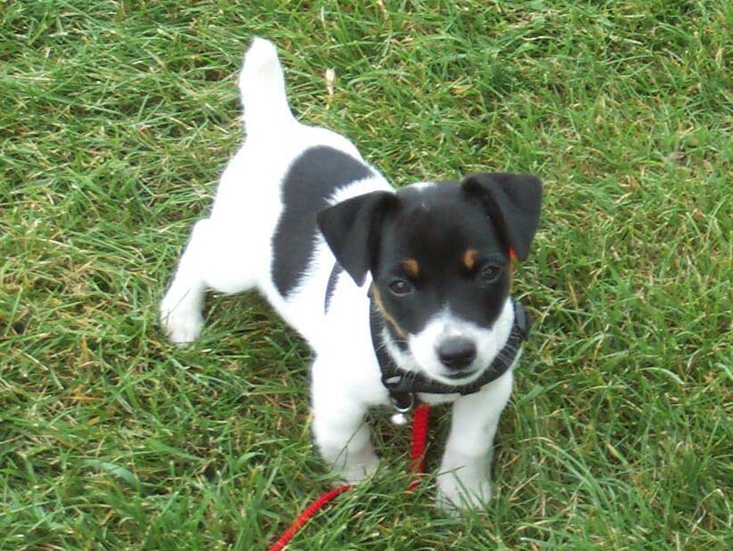 Snoopy, 10 weeks old