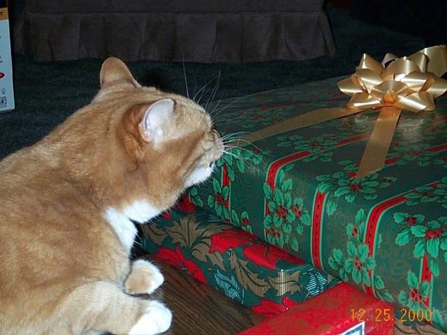 Olive checking out the presents