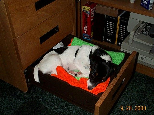 Snoopy in my desk drawer
