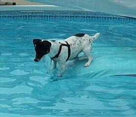 Snoopy in pool