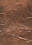 Copper Bear