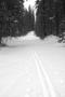 Snow Tracks
