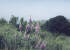 Flower 1