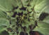 Sunflower 1