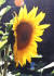 Sunflower 2