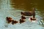 Duck and Ducklings