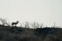 Post-Fire Coyote