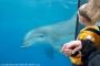 Dolfin