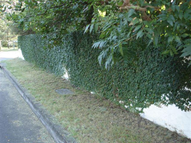 The west wall.