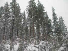 Snow1.jpg (71129 bytes)