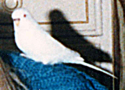 Angel1.jpg (116040 bytes)