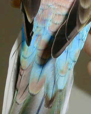 FanTail2.jpg (87323 bytes)