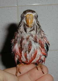 Fantaszybathjpg.jpg (53780 bytes)