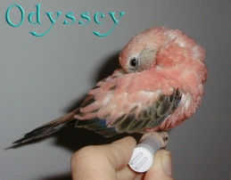 Odyssey3.jpg (43872 bytes)